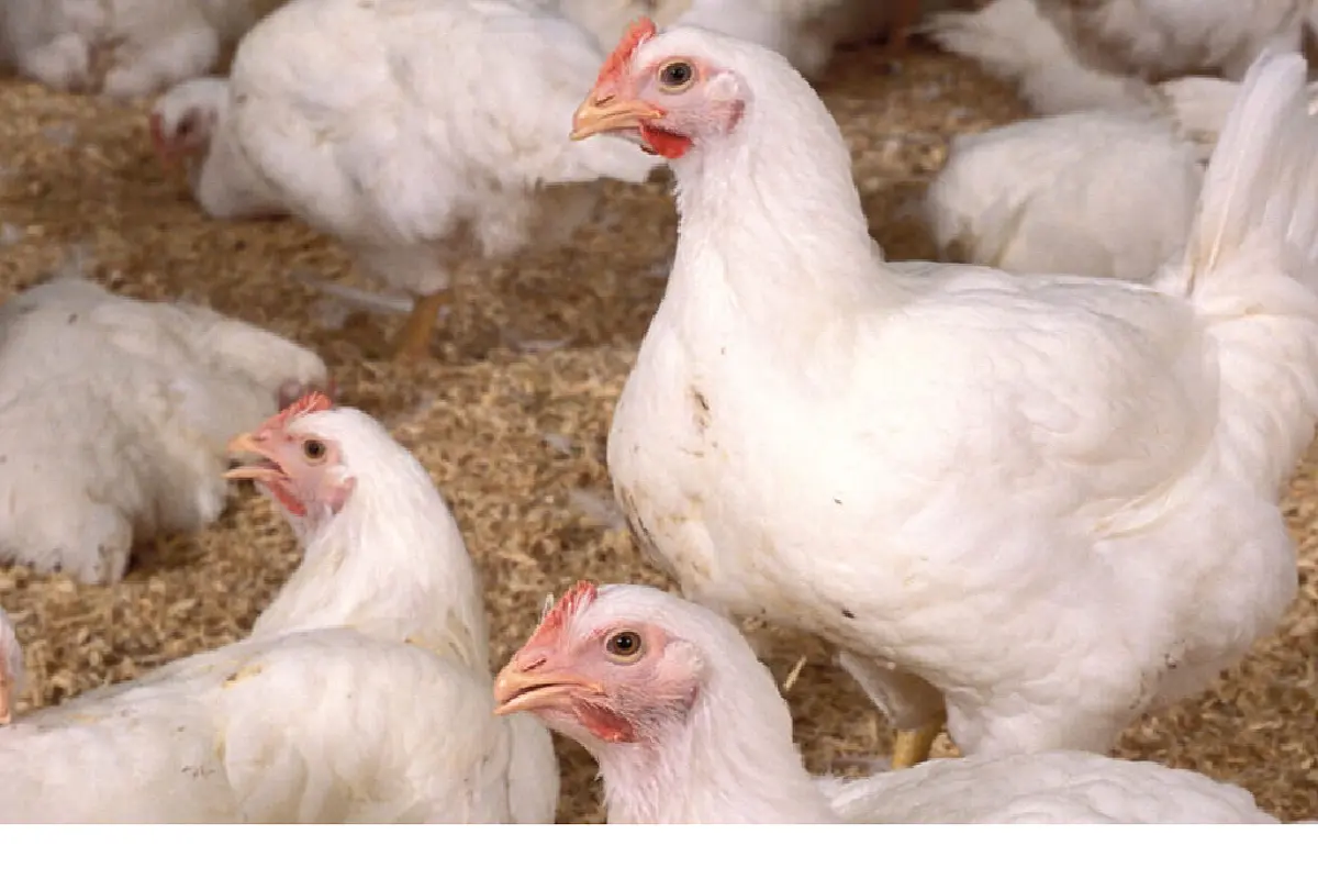 विशेषज्ञों ने H5N1 Bird Flu वायरस के खतरे के प्रति आगाह किया, बोले- ‘कोविड महामारी से 100 गुना बदतर हो सकता है’