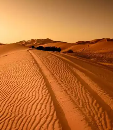 Greenery in Saudi Arabia