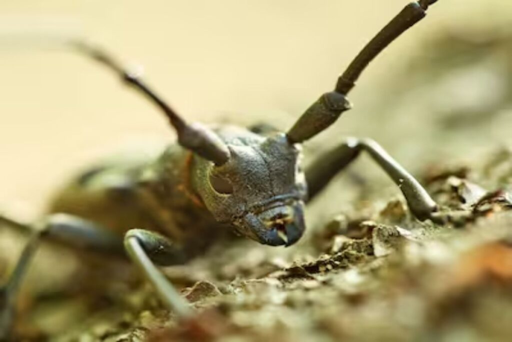 Chinese beetle