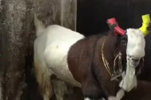 Bhopal News: बकरीद से पहले बिका 161 किलो का बकरा, कीमत कर देगी हैरान, Video
