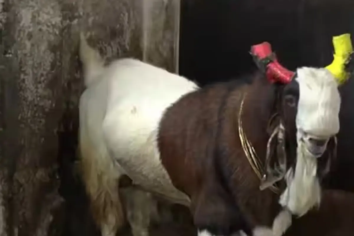161 kg goat sold in Bhopal
