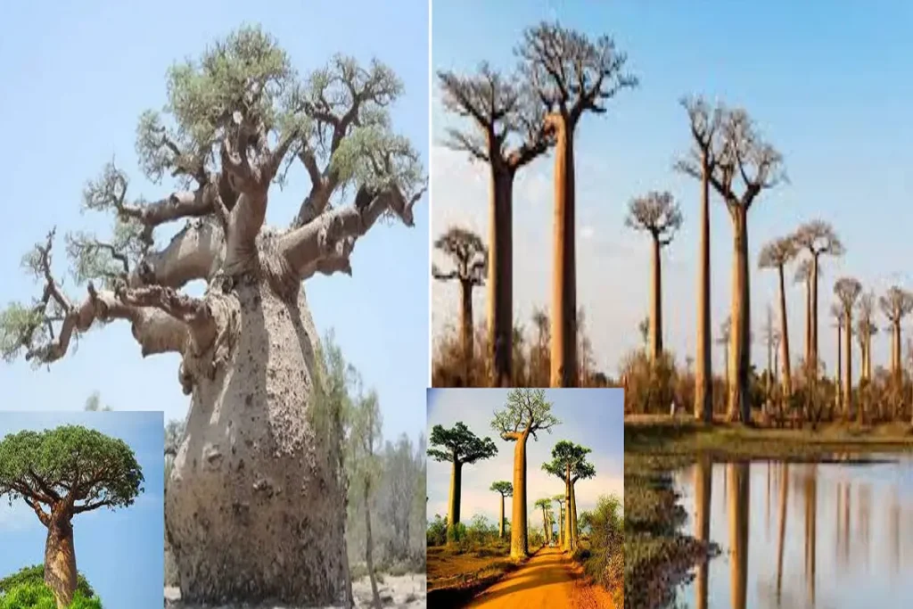 Baobab tree