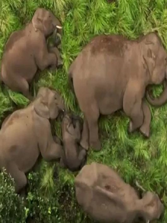 जंगल में सोते हुए छोटे हाथी के लिए Z+ सुरक्षा, वीडियो देख दिल हार बैठे लोग