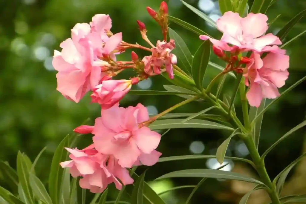 Oleander