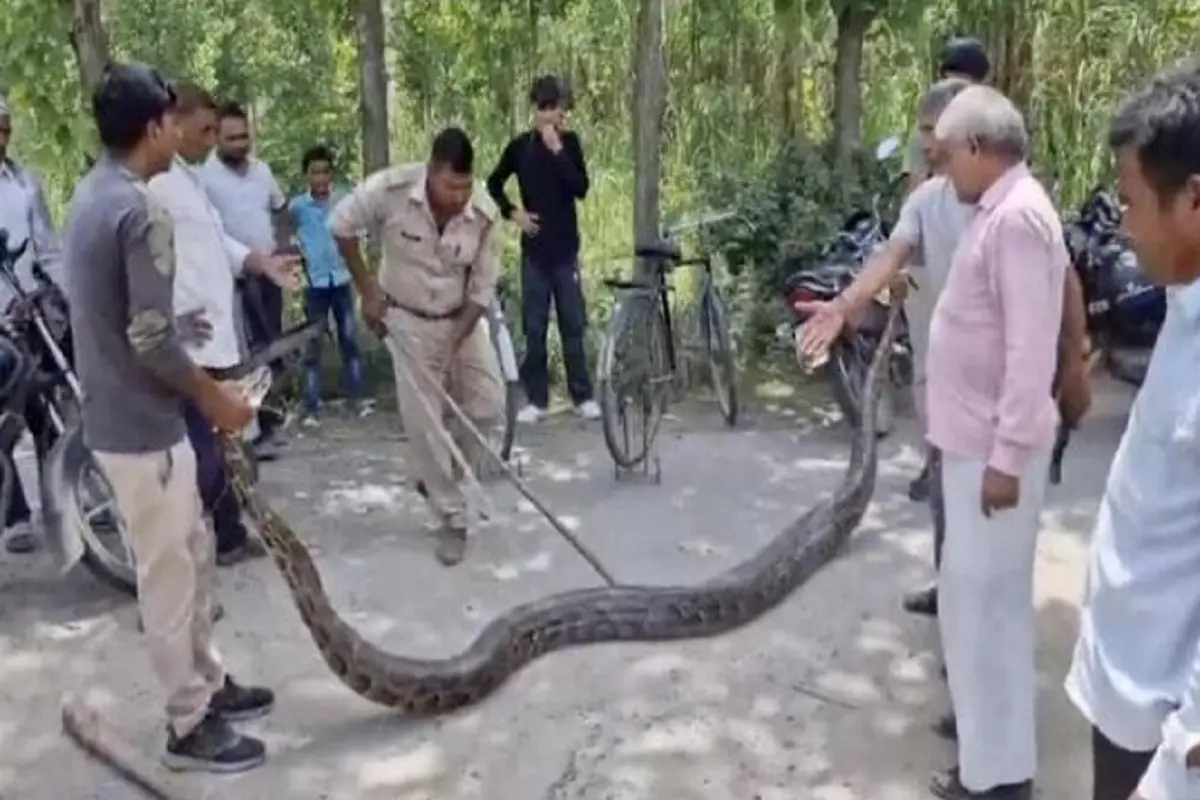 There was stir when 13 feet long python was found in village in Haridwar