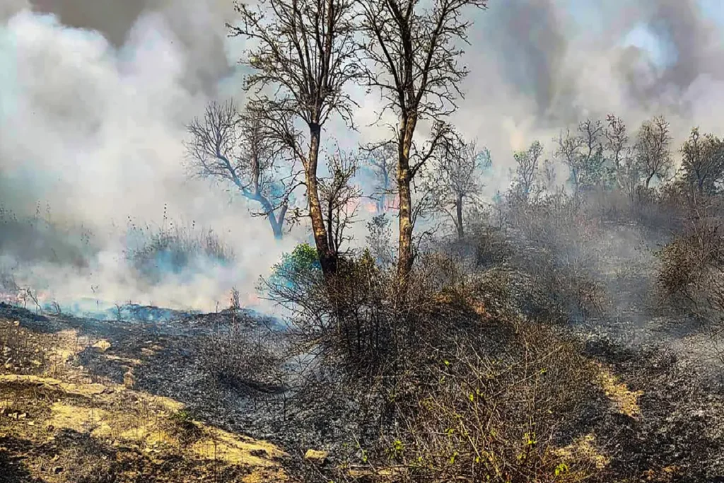 Trees burnt due to forest fire