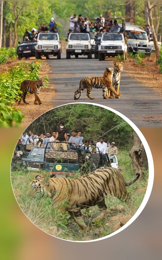 animal wildlife sanctuary in india tiger