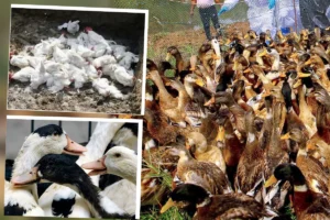 भारत के इस राज्य में क्यों मार डाली गईं 53 हजार से ज्यादा मुर्गियां और बत्तखें? अधिकारी बोले- 6,777 पक्षियों को और मारना पड़ेगा