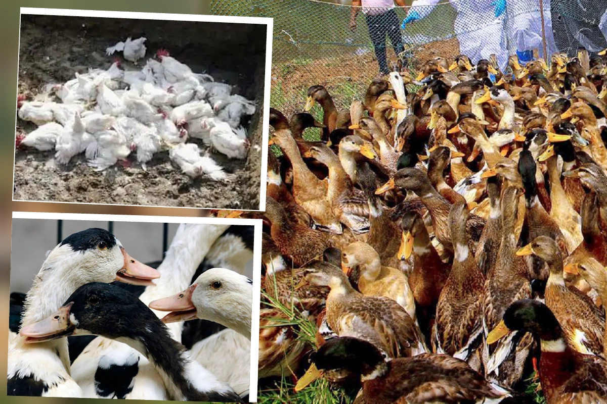 chickens killed in Kerala, ducks killed in Kerala,