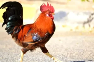 Viral News: इस देश के कानून ने ‘मुर्गों’ को दिया चिल्लाने का अधिकार, अब कोई नहीं कर सकेगा शिकायत