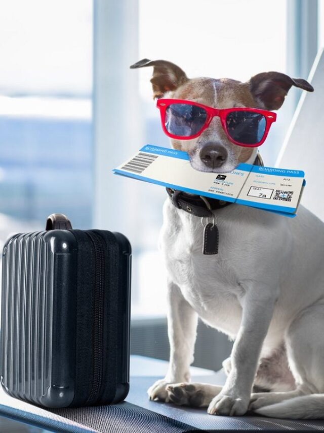 अब कुत्ते भी करेंगे हवाई यात्रा, इस देश में शुरू हुई पहली डॉग फ्लाइट