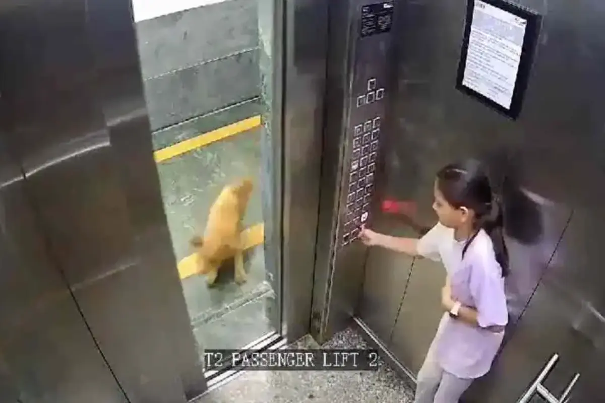 Girl bitten by dog ​​inside lift