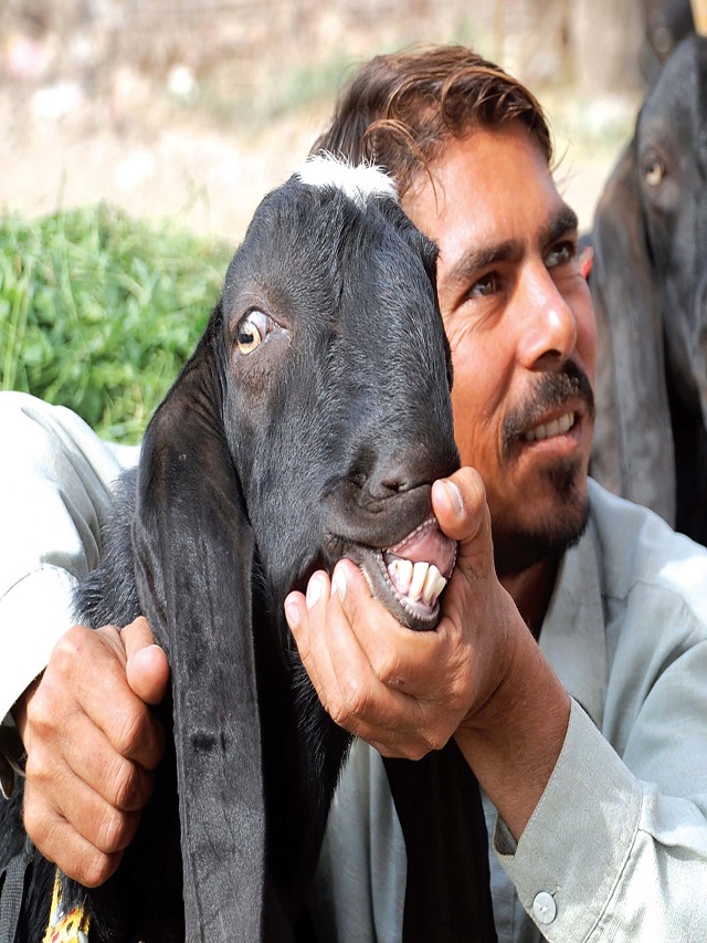 पाकिस्तान में नकली दांत लगाकर बेचे जा रहे बलि के बकरे, ऐसे खुली पोल