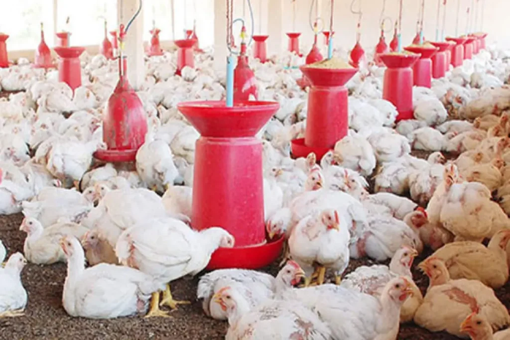 Bird Flu