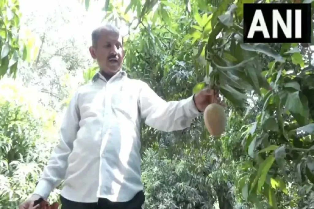 Malihabad Mango