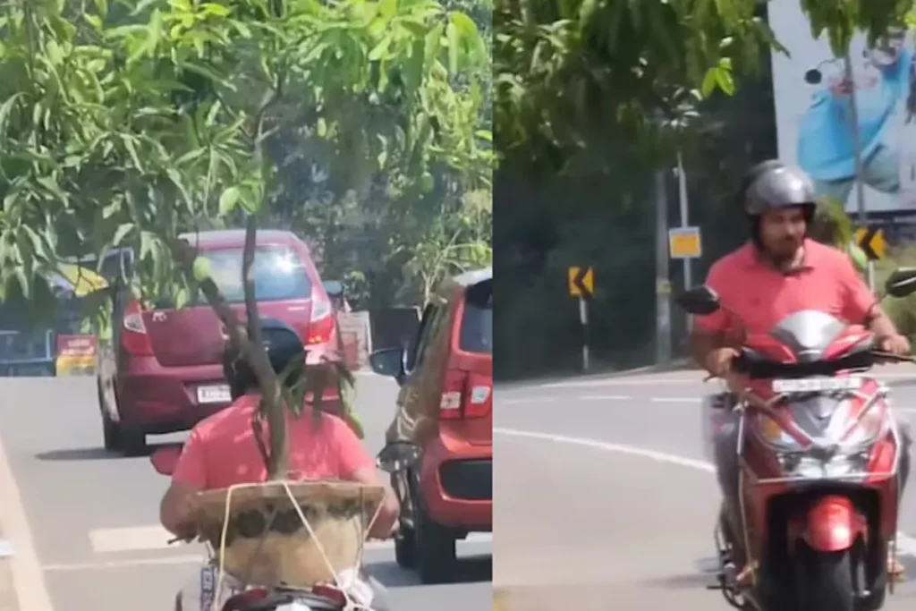 Wherever this person goes tree follows him