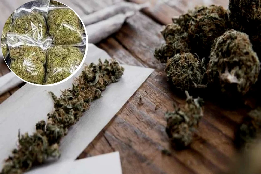 charas ganja seized in gujarat