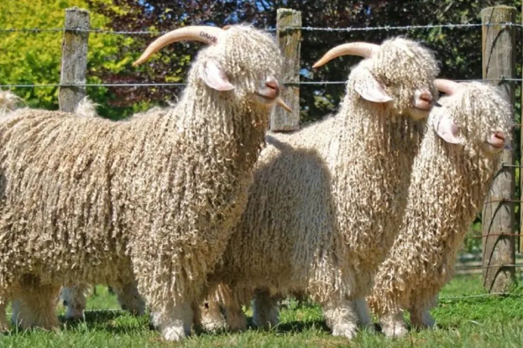 expensive goat