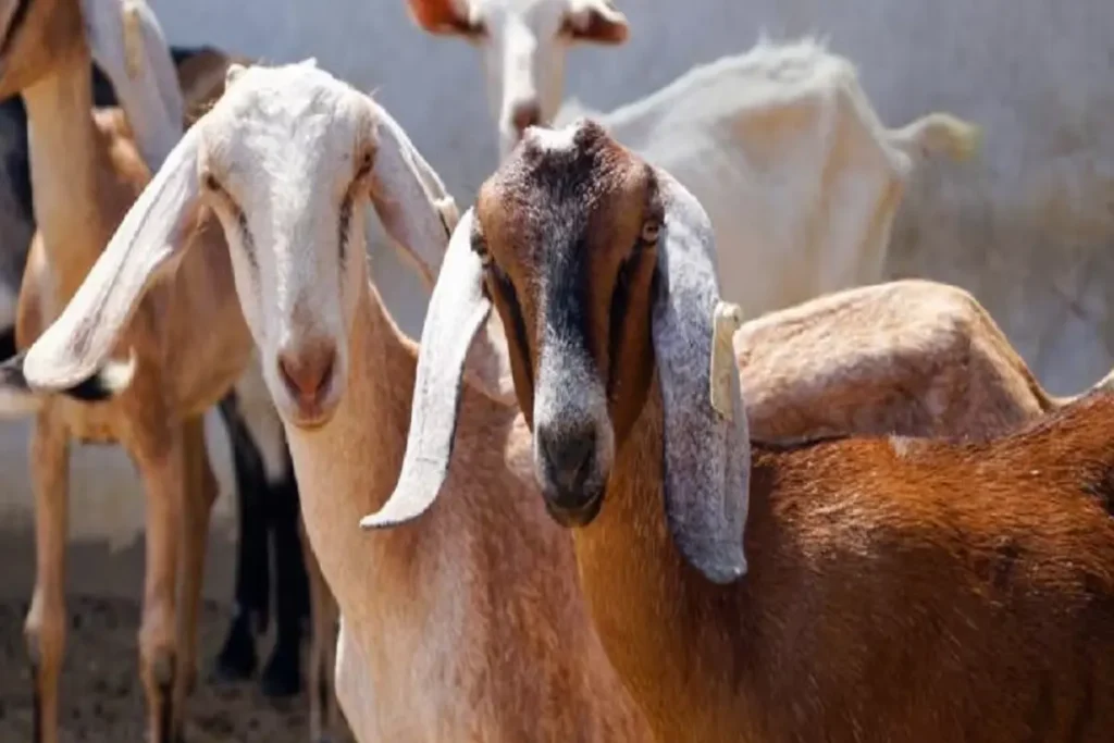 Bakrid 2024