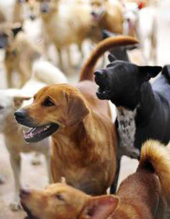 number of stray dogs