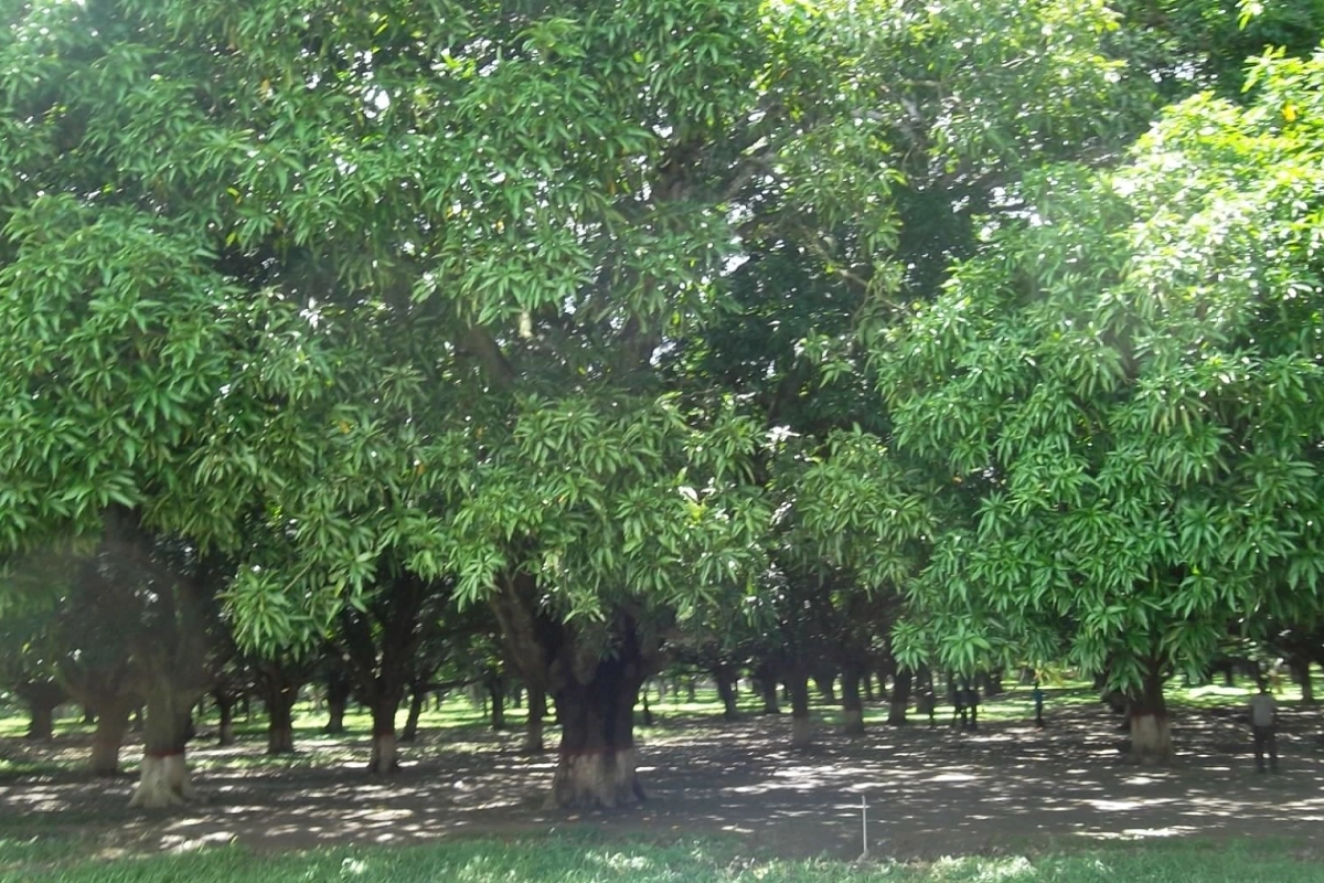 mango tree