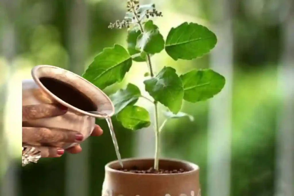 tulsi