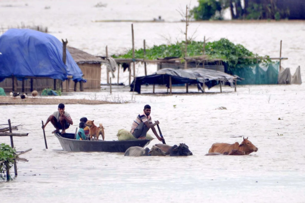 Morigaon: Villagers and their livestock wade through flood water after heavy rainfall at Mayong in Morigaon district of Assam on Monday, July 1, 2024. (Photo: IANS)