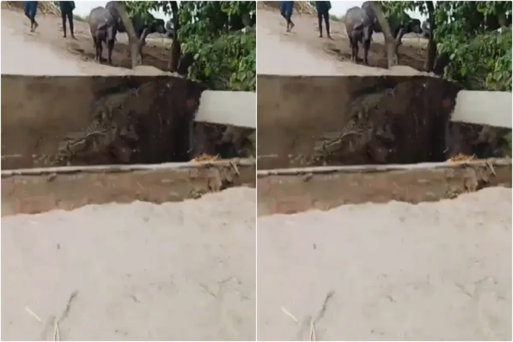 Bridge Collapsed In Bihar