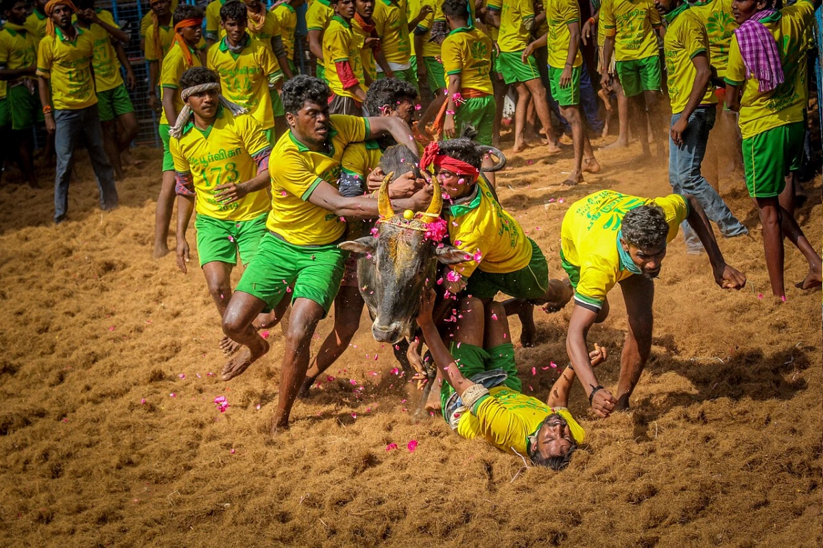 जल्लीकट्टू, कंबाला और बैलगाड़ी दौड़ को लेकर दायर पुनर्विचार याचिका पर सुप्रीम कोर्ट सुनवाई के लिए तैयार