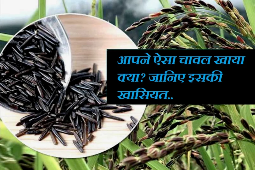 Kala Namak Dhan chaval