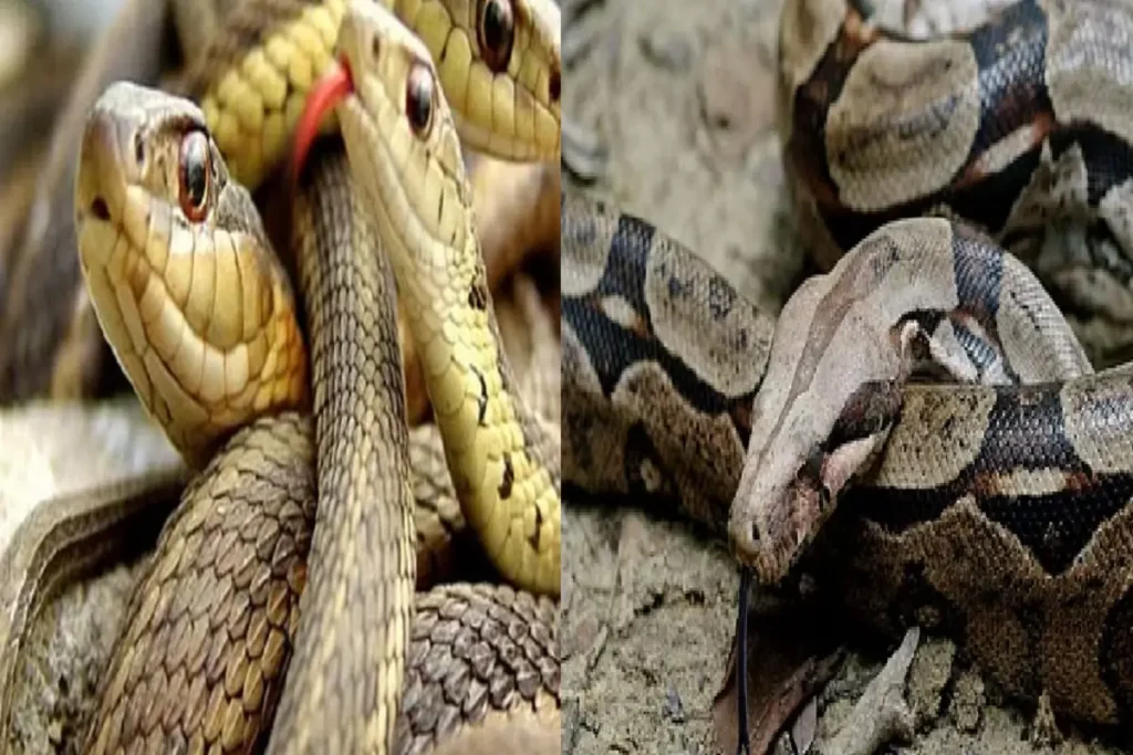 Snakes