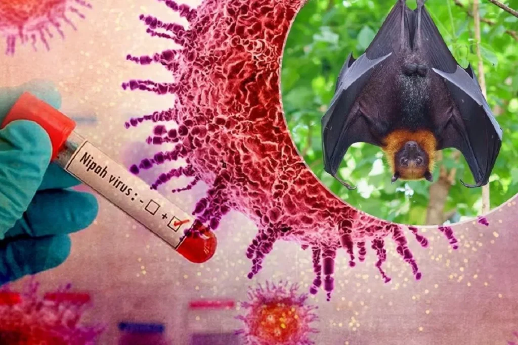 What is nipah virus