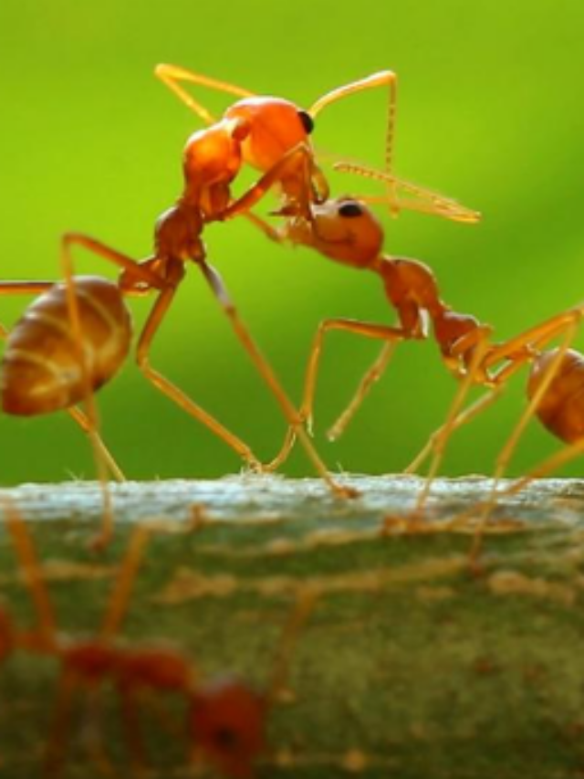 चींटियां भी करती हैं सर्जरी, हटा देती हैं खराब अंग, नई स्टडी ने चौंकाया