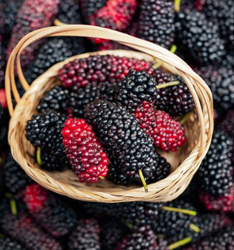 Mulberry Fruit Benefits