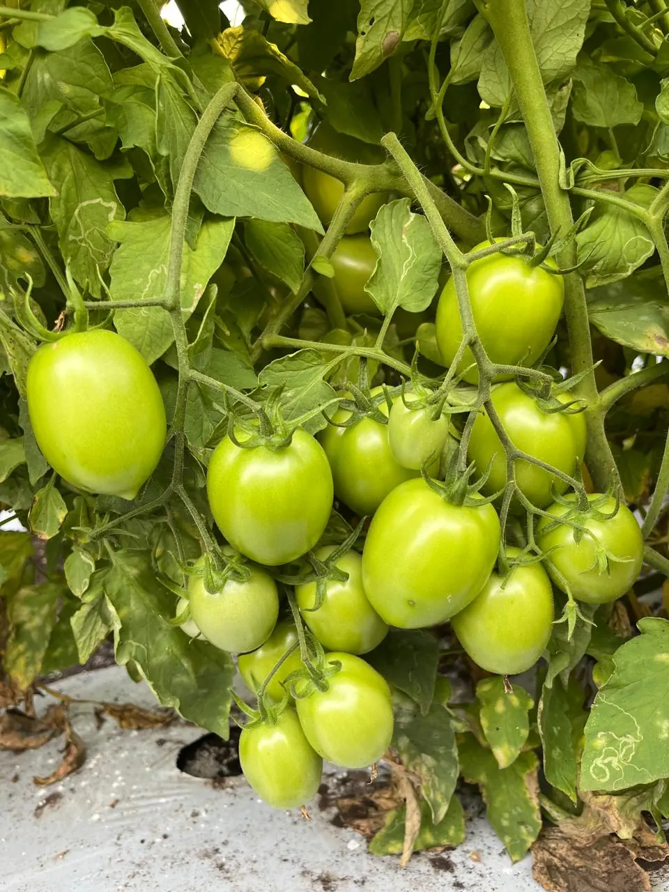 tomato vegetable images