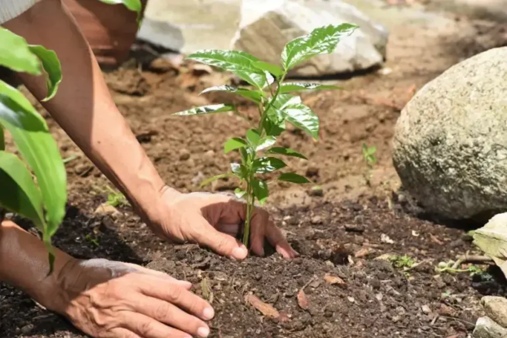 saplings in varanasi