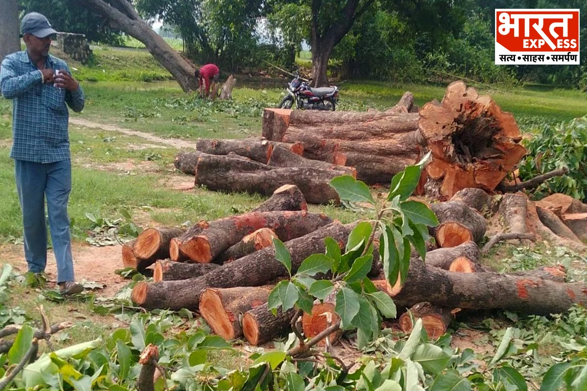 Felling of trees in UP