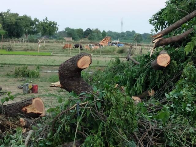 Felling of trees in UP