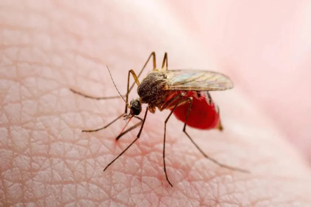 Oropouche Virus
