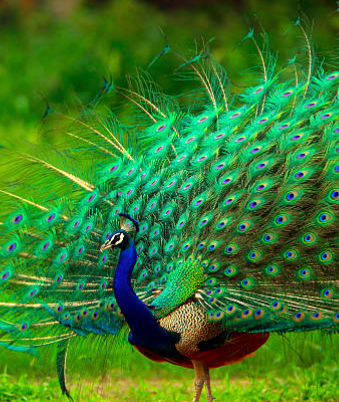 peacock vegetarian or non vegetarian