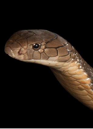 King Cobra