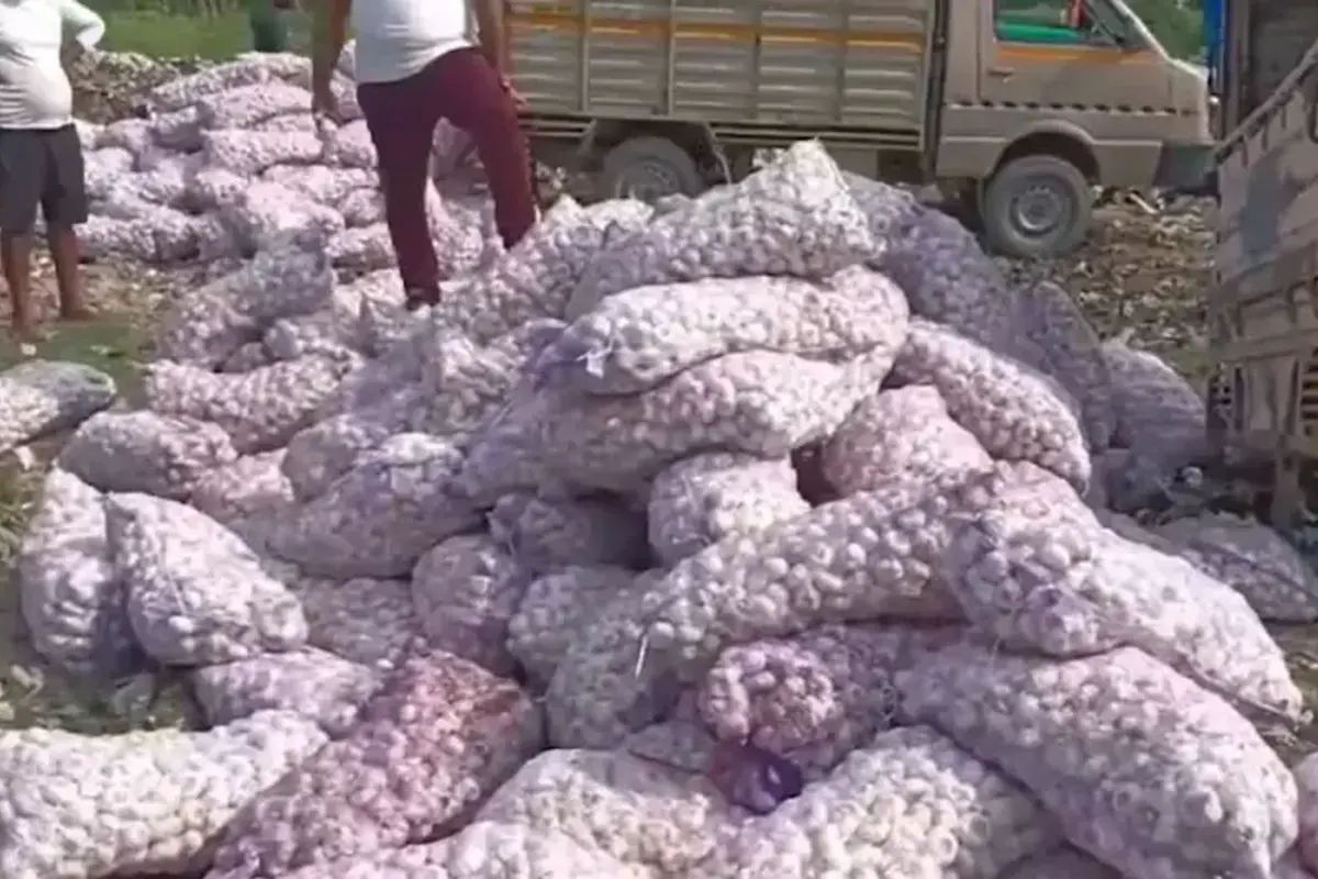 भारत-नेपाल सीमा पर पकड़े गए चाइनीज लहसुन को लूट ले गए ग्रामीण, कस्टम विभाग ने किया था जब्त, पढ़ें क्या है पूरा मामला