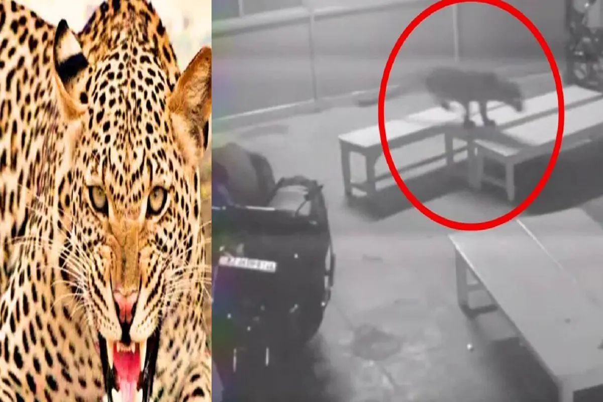 Jaipur Panther entered the hospital ward causing panic