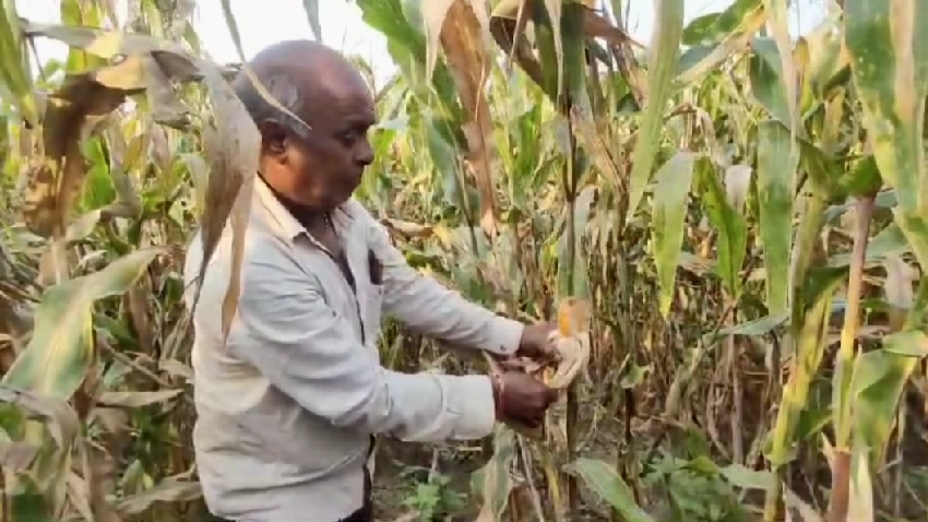 farmer corn