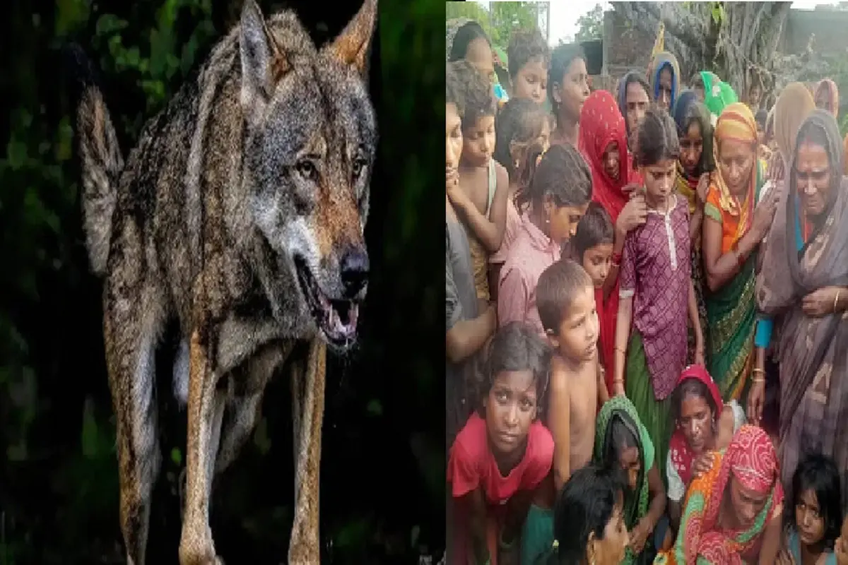 Man eating wolf continues to attack 2 year old innocent victimized in Bahraich