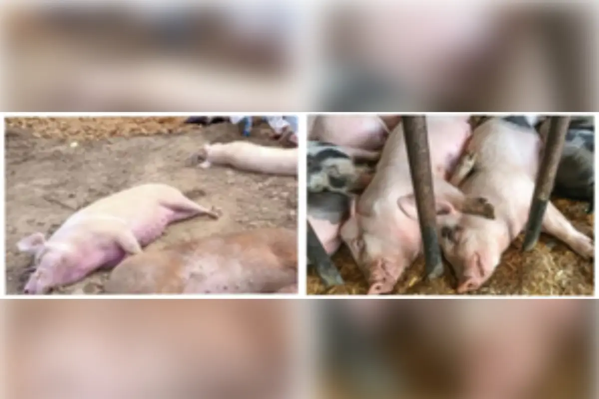 Pigs Killed In Mizoram