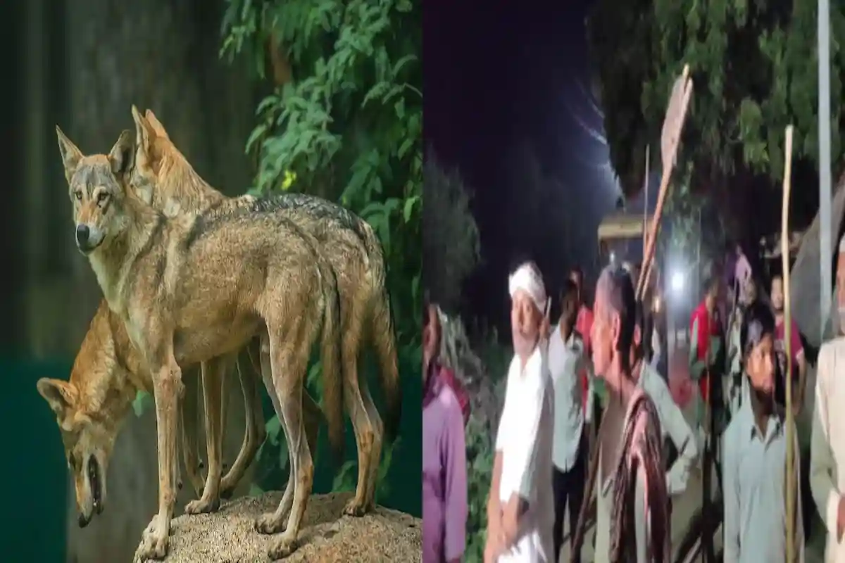 bahraich Wolf Attack