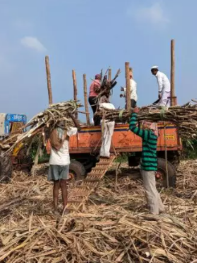 आपको मालूम है भारत के किस राज्य को कहते हैं ‘चीनी का कटोरा’? यहां जानें जवाब