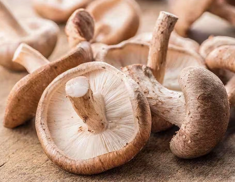 mushroom cultivating news