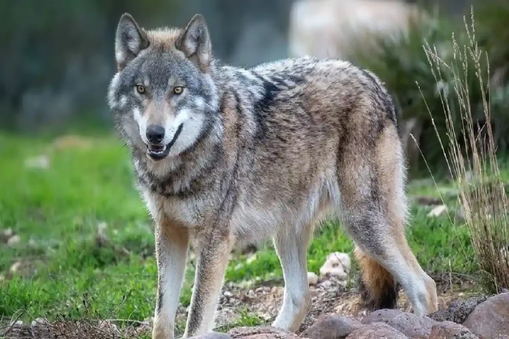wolf